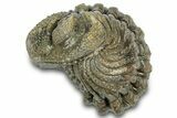 Wide Enrolled Morocops Trilobite - Morocco #323207-1